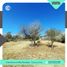  Land for sale in Calamuchita, Cordoba, Calamuchita