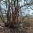  Terreno (Parcela) en venta en Merida, Yucatán, Merida, Yucatán