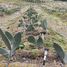  Terreno (Parcela) en venta en Alhue, Melipilla, Alhue