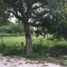  Land for sale in Temoac, Morelos, Temoac
