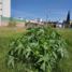  Land for sale in San Jeronimo Tecuanipan, Puebla, San Jeronimo Tecuanipan