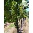 Studio House for sale in Lavalle, Mendoza, Lavalle