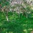  Land for sale in Capital, Salta, Capital