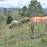  Land for sale in Guarne, Antioquia, Guarne