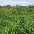  Land for sale in San Felipe, Yucatan, San Felipe
