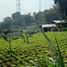  Terreno (Parcela) en venta en Lembang, West Jawa, Lembang