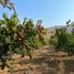 Land for sale in Chile, Lampa, Chacabuco, Santiago, Chile