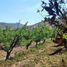  Land for sale in Chile, Lampa, Chacabuco, Santiago, Chile