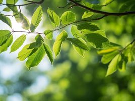  Terreno (Parcela) en venta en Maipo, Santiago, Buin, Maipo