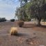  Terreno (Parcela) en venta en Colina, Chacabuco, Colina