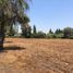  Terreno (Parcela) en venta en Colina, Chacabuco, Colina