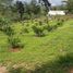  Terreno (Parcela) en venta en Citeureup, West Jawa, Citeureup, Bogor, West Jawa