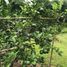  Terreno (Parcela) en venta en Citeureup, West Jawa, Citeureup, Bogor, West Jawa