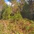  Land for sale in Chile, Villarrica, Cautin, Araucania, Chile