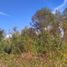  Land for sale in Chile, Villarrica, Cautin, Araucania, Chile
