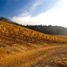  Land for sale in Maria Pinto, Santiago, Maria Pinto