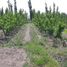  Terreno (Parcela) en venta en San Rafael, Mendoza, San Rafael