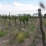  Terreno (Parcela) en venta en San Rafael, Mendoza, San Rafael