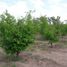  Terreno (Parcela) en venta en San Rafael, Mendoza, San Rafael