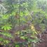  Terreno (Parcela) en venta en Sawangan, West Jawa, Sawangan