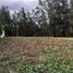  Land for sale in Valle, Azuay, Valle