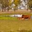  Terreno for sale in Barra do Quaraí, Rio Grande do Sul, Barra do Quaraí, Barra do Quaraí