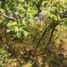  Land for sale in Chapala, Jalisco, Chapala