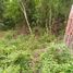  Land for sale in Tekax, Yucatan, Tekax