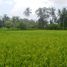  Land for sale in Tampak Siring, Gianyar, Tampak Siring