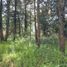  Land for sale in Patzcuaro, Michoacan, Patzcuaro