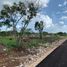  Terreno (Parcela) en venta en Yaxkukul, Yucatán, Yaxkukul