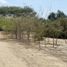  Terreno (Parcela) en venta en Piura, Piura, Piura, Piura