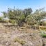  Land for sale in Tlayacapan, Morelos, Tlayacapan