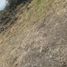  Land for sale in Tlayacapan, Morelos, Tlayacapan
