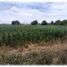  Terreno (Parcela) en venta en Irapuato, Guanajuato, Irapuato
