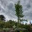  Terreno (Parcela) en venta en Araucanía, Villarrica, Cautín, Araucanía