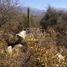  Land for sale in Valparaiso, Quillota, Quillota, Valparaiso