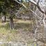  Terreno (Parcela) en venta en Kinchil, Yucatán, Kinchil