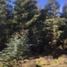  Terreno (Parcela) en venta en Araucanía, Lautaro, Cautín, Araucanía