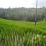  Land for sale in Selemadeg, Tabanan, Selemadeg