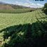  Land for sale in Marinilla, Antioquia, Marinilla