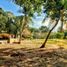  Terreno (Parcela) en venta en Sucre, Tolu, Sucre