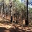  Terreno (Parcela) en venta en Mazamitla, Jalisco, Mazamitla