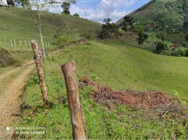  Terreno (Parcela) en venta en San Pedro De Uraba, Antioquia, San Pedro De Uraba