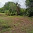  Land for sale in Penonome, Cocle, Cocle, Penonome