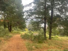  Land for sale in Chignahuapan, Puebla, Chignahuapan
