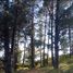  Land for sale in Chignahuapan, Puebla, Chignahuapan