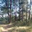  Land for sale in Chignahuapan, Puebla, Chignahuapan