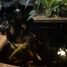 4 Schlafzimmer Villa zu verkaufen in Duren Sawit, Jakarta, Duren Sawit