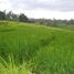  Land for sale in Selemadeg, Tabanan, Selemadeg